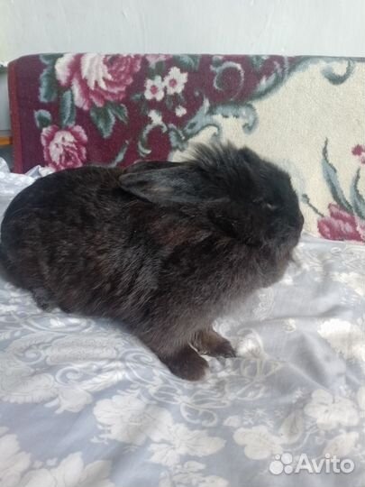 Декоративные кролики