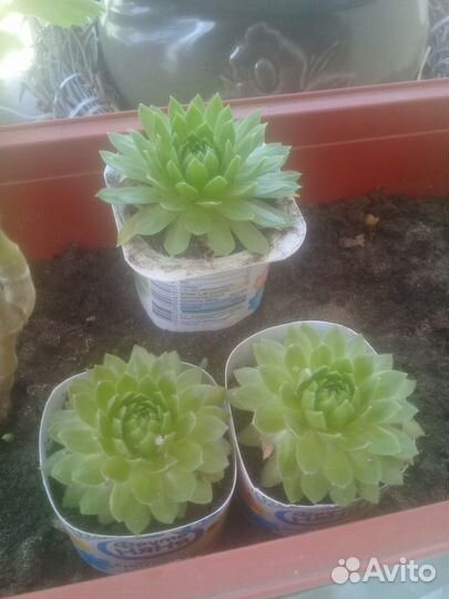 Каменная роза (молодило)