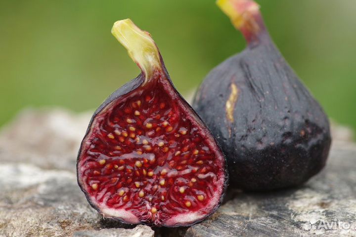 Панаши, панч, полосатый инжир, гарантия сортности