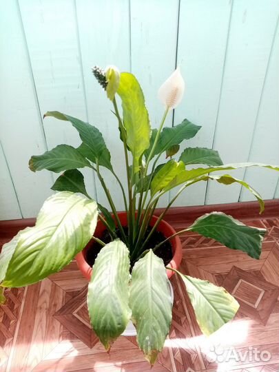 Комнатные цветы