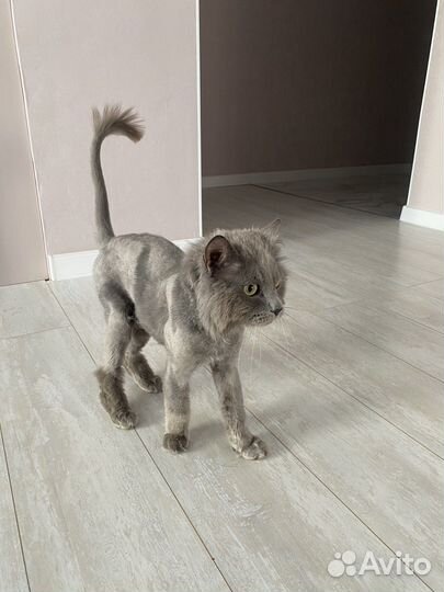 Отдам кота в добрые руки