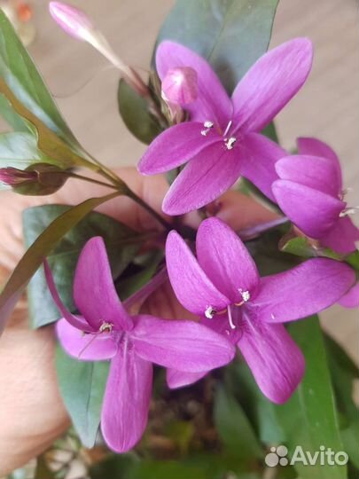 Красиво цветущие экзоты