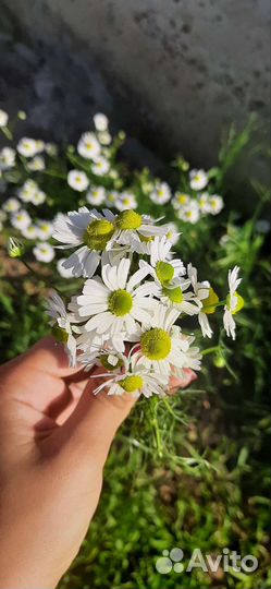 Ромашка аптечная