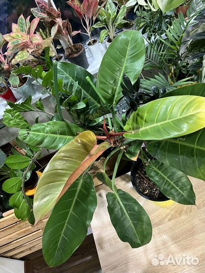 Филодендрон принц оранж