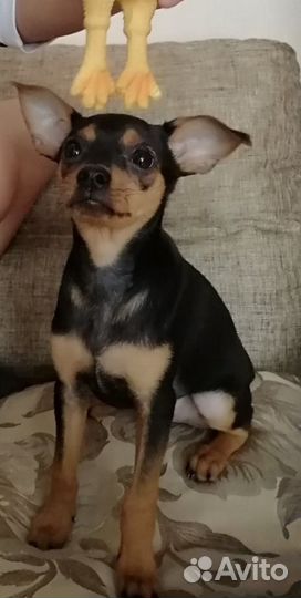 Карликовый пинчер цена 5т.р Бирюсинск