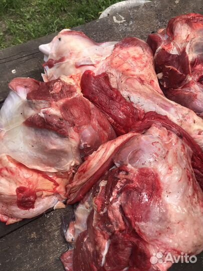 Мясо говядина для собак