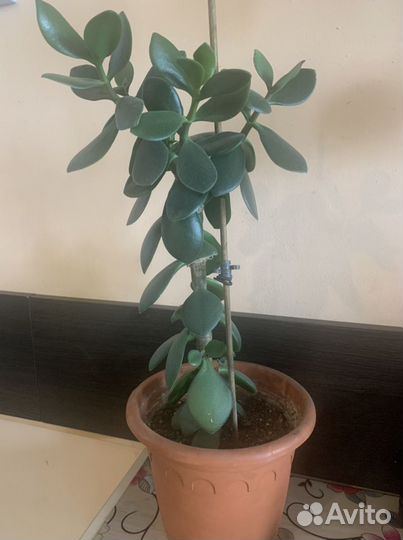 Денежное дерево