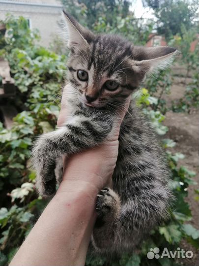 Котята в дар