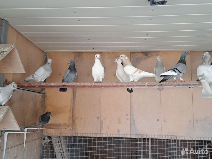Продажа голубей