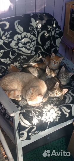 Котята в добрые руки