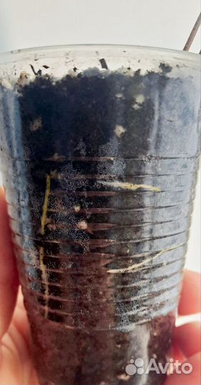 Хойя вилбур грейвс