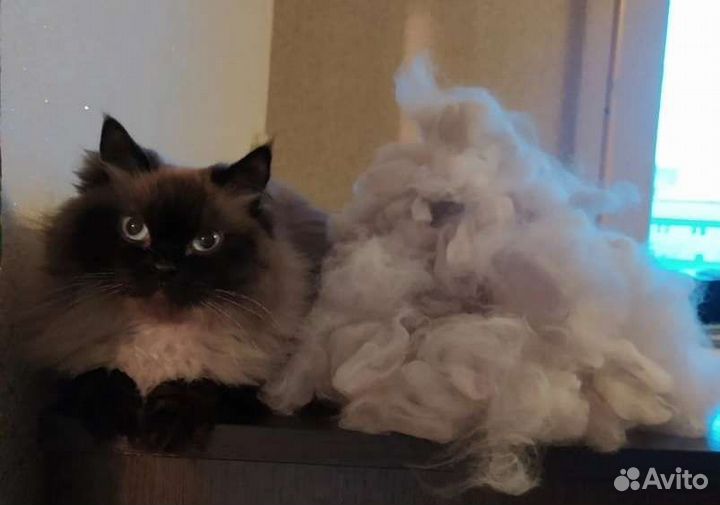 Груминг кошек, стрижка, экспресс линька, вычес