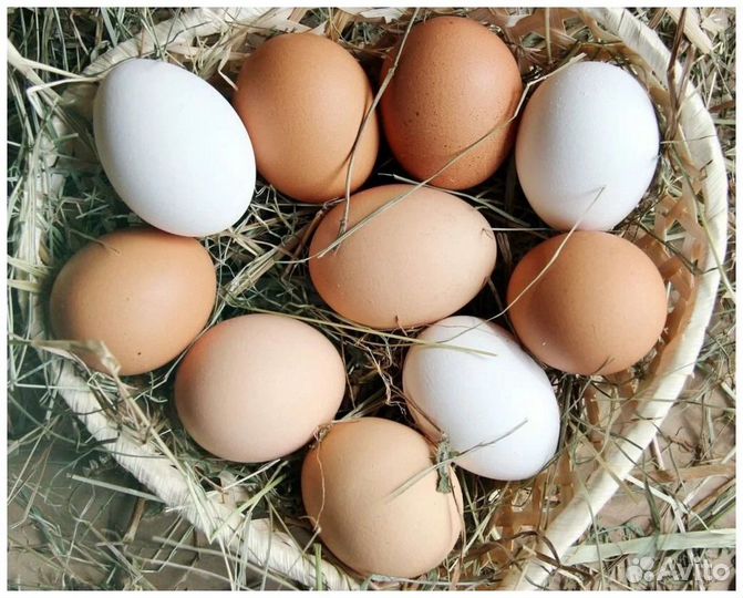 Домашние куриные яйца (принимаю заказы)