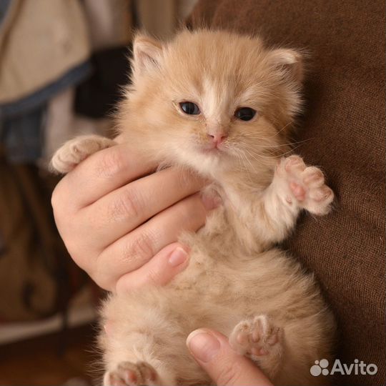 Котёнок Лучик