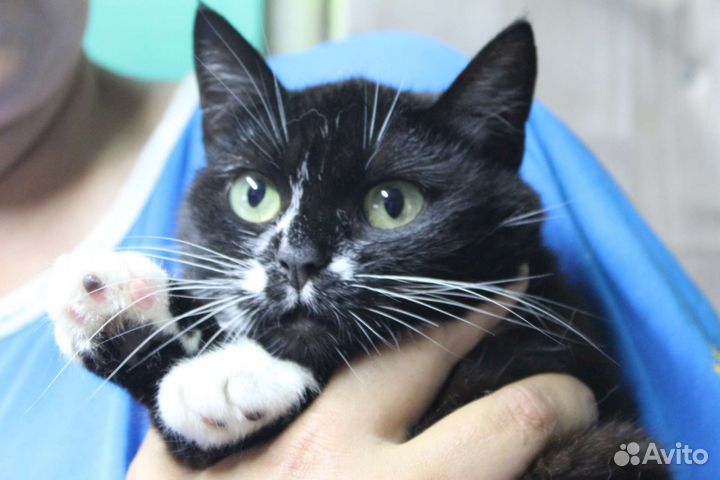 Кошечка Клякса