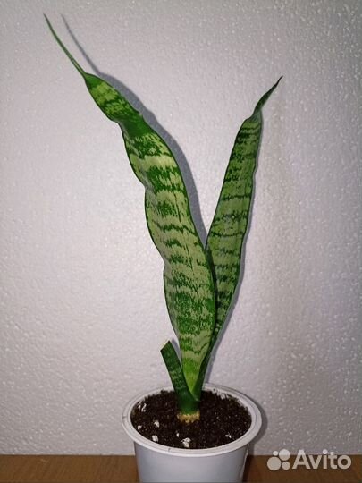 Сансевиерия Щучий хвост Тёщин язык