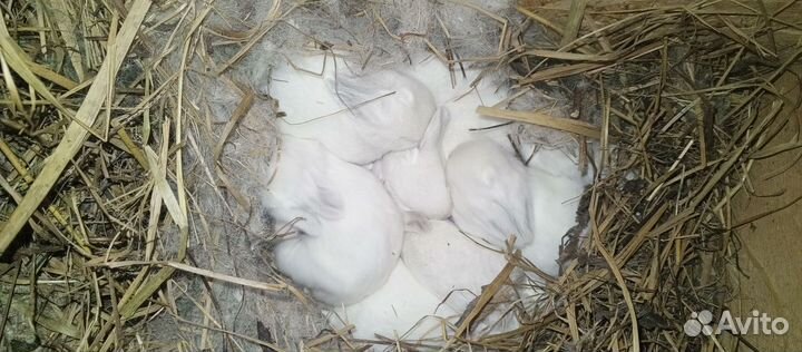 Кролики мясных пород калифорнийский