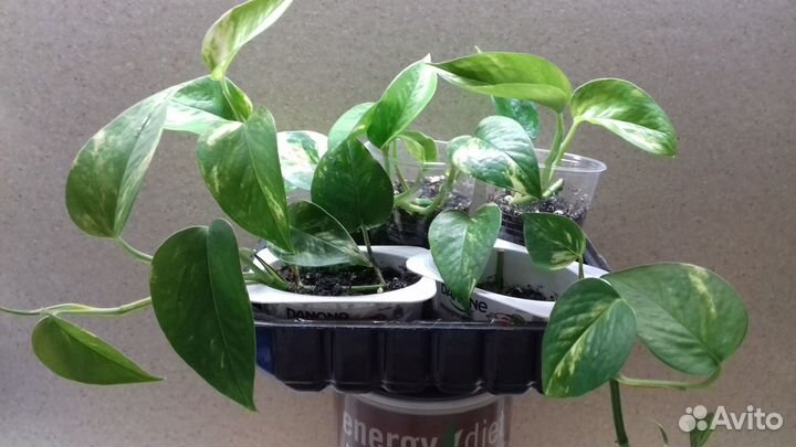 Сциндапсус золотистый эпипремнум