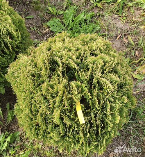 Туя Даника 40-50 см