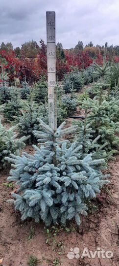 Ель голубая