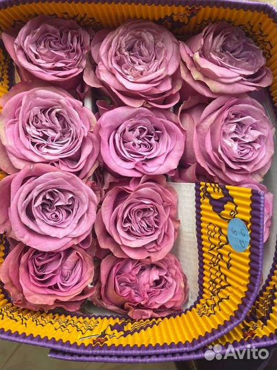 Эквадорские розы. Крупноголовая роза Пионовидная