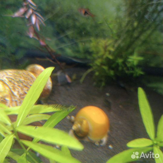 Продам излишки корма и для рыб тетра и креветок