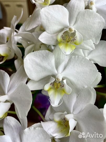 Орхидея фаленопсис