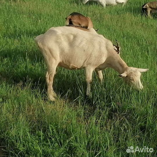 Козы