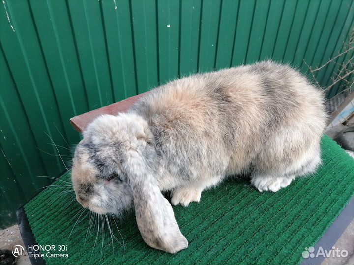 Кролики французский баран