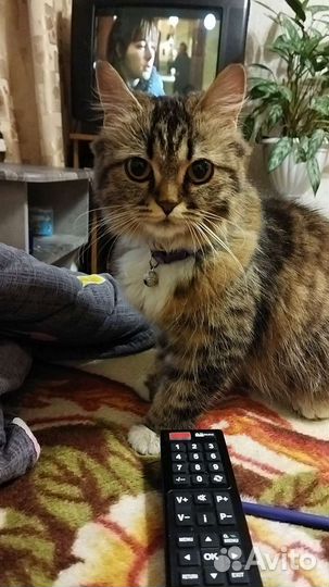 Кошки
