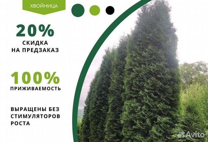 Туи Ростовка большая 6,5 м