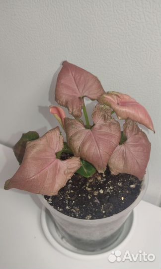 Сингониумы редкие сортовые