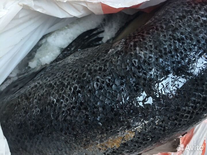 Рыба для кошек собак корм