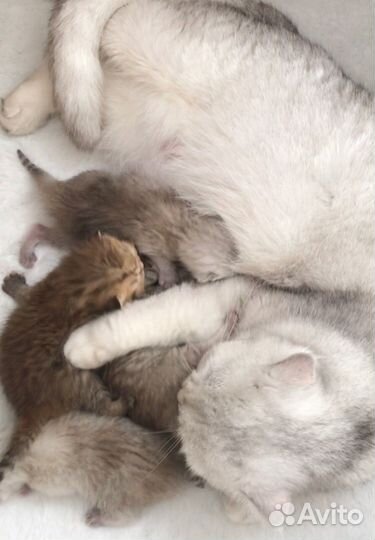 Котята шиншилловые