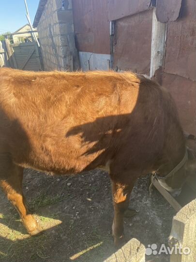 Продам тёлку