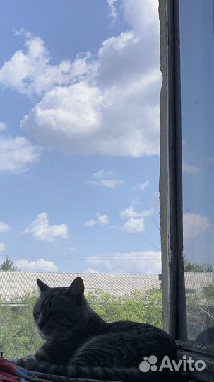 Отдам кота в добрые руки