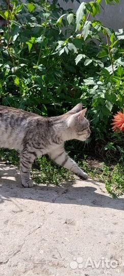 Котёнок крысоловка