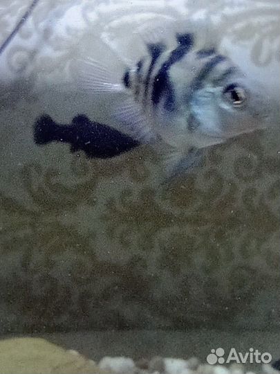 Сапфировый попугай