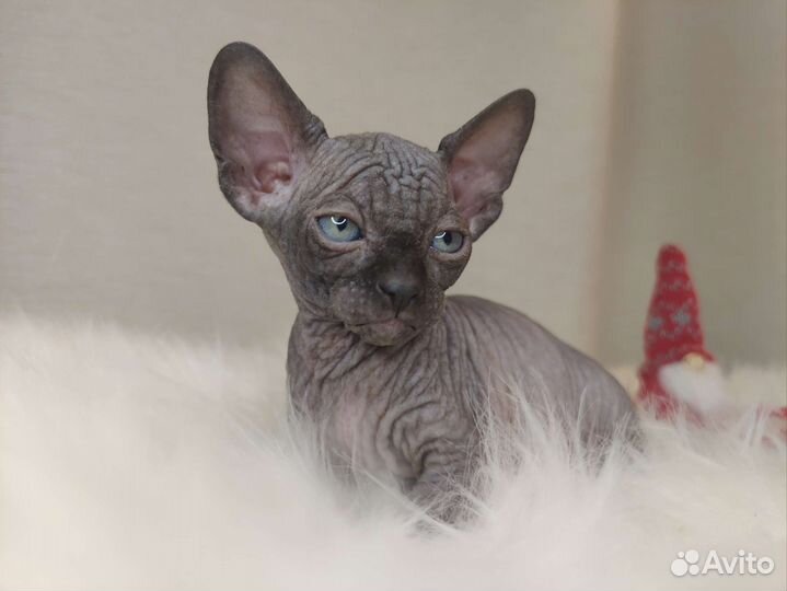 Канадский сфинкс мальчик