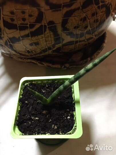 Папоротник Мариса, Сансевиерия, Зебрина