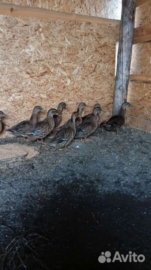 Подсодные утки