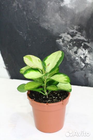 Хойи, Дисхидии