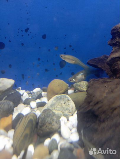 Аквариумные рыбки гуппи