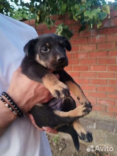 Австралийский келпи