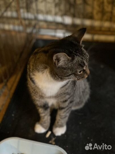 Кошка ищет дом (стерильна)