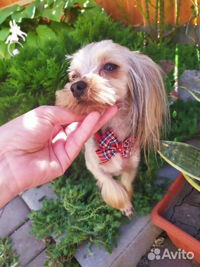 Кобели мини, вязка