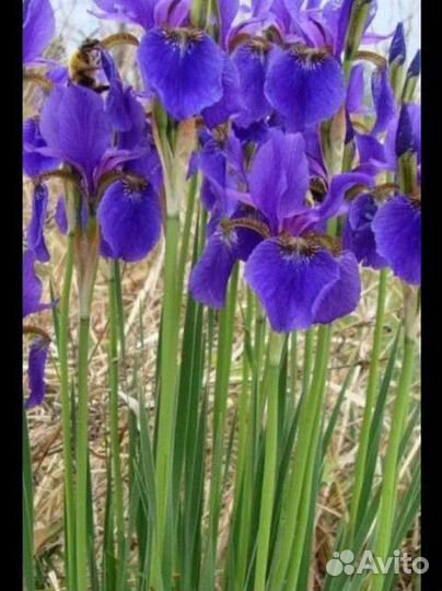 Цветы многолетники