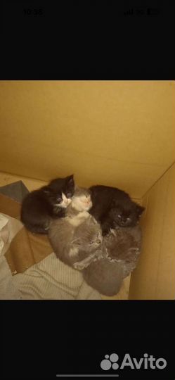Кошка в дар бесплатно