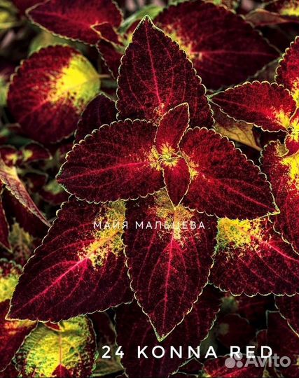 Колеусы вегетативные