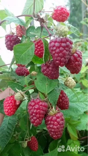 Саженцы Малины.вишни